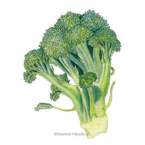 Broccoli (classic) Waltham Seeds