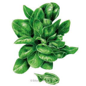 Spinach Matador Seeds