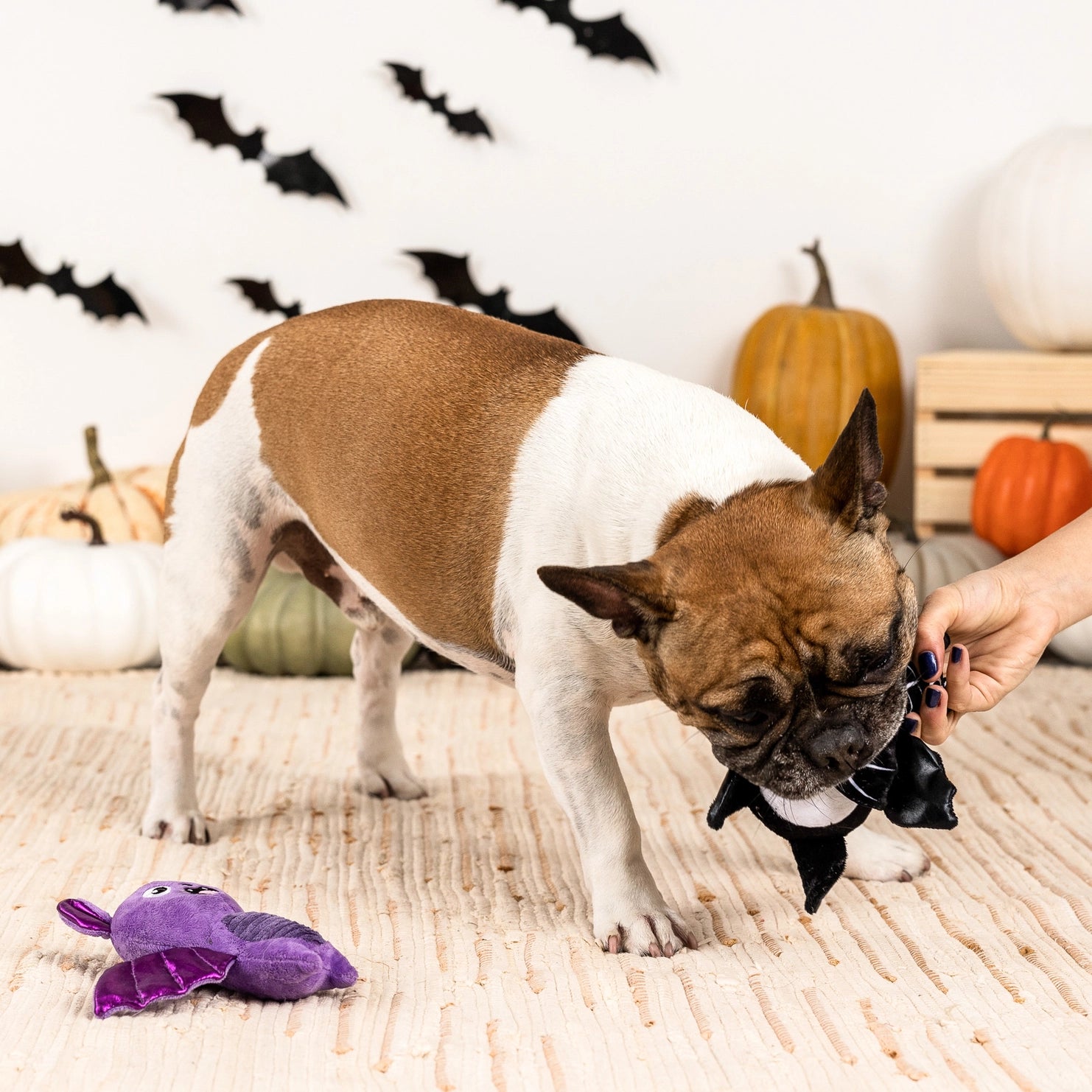 Petshop by Fringe Studio - Dog Toy Bat to the Bone