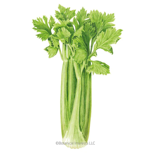 Celery Merengo Hybrid Seeds