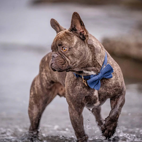 Navy | Textured Tweed Dog Collar