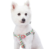 Turquoise | Petal Paws Floral Dog Harness