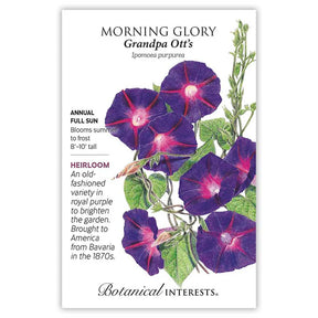 Morning Glory Grandpa Otis Seeds