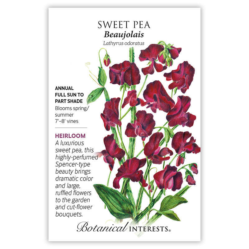 Beaujolais Sweet Pea Seeds