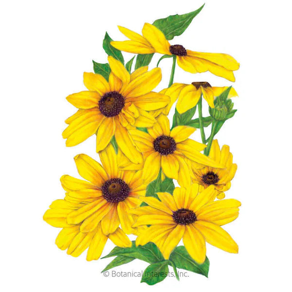 Black-Eyed Susan Indian Summer Seeds