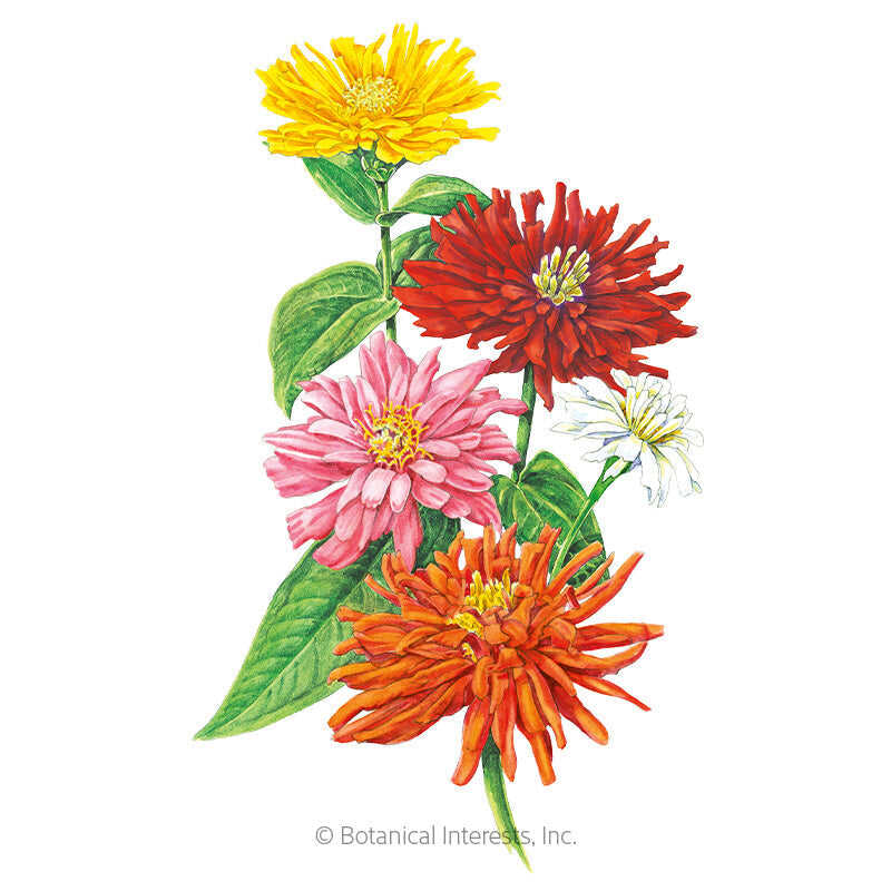 Cactus Flower Blend Zinnia Seeds