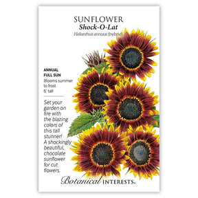 Sunflower Shock O Lat Seeds