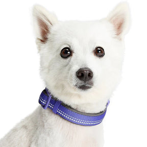 Violet | 3M Reflective Padded Dog Collar