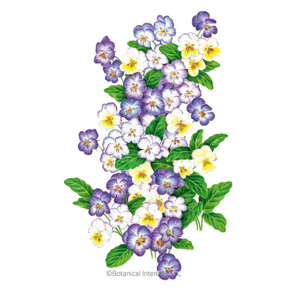 Viola Cool Summer Breeze Seeds