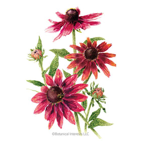 Black-Eyed Susan Cherry Brandy Seeds