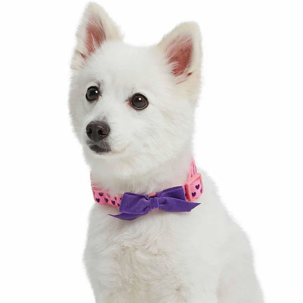 Pink Carnation | Dotted Velvet Heart Dog Collar