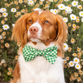 Dog Bowtie Grass Gingham