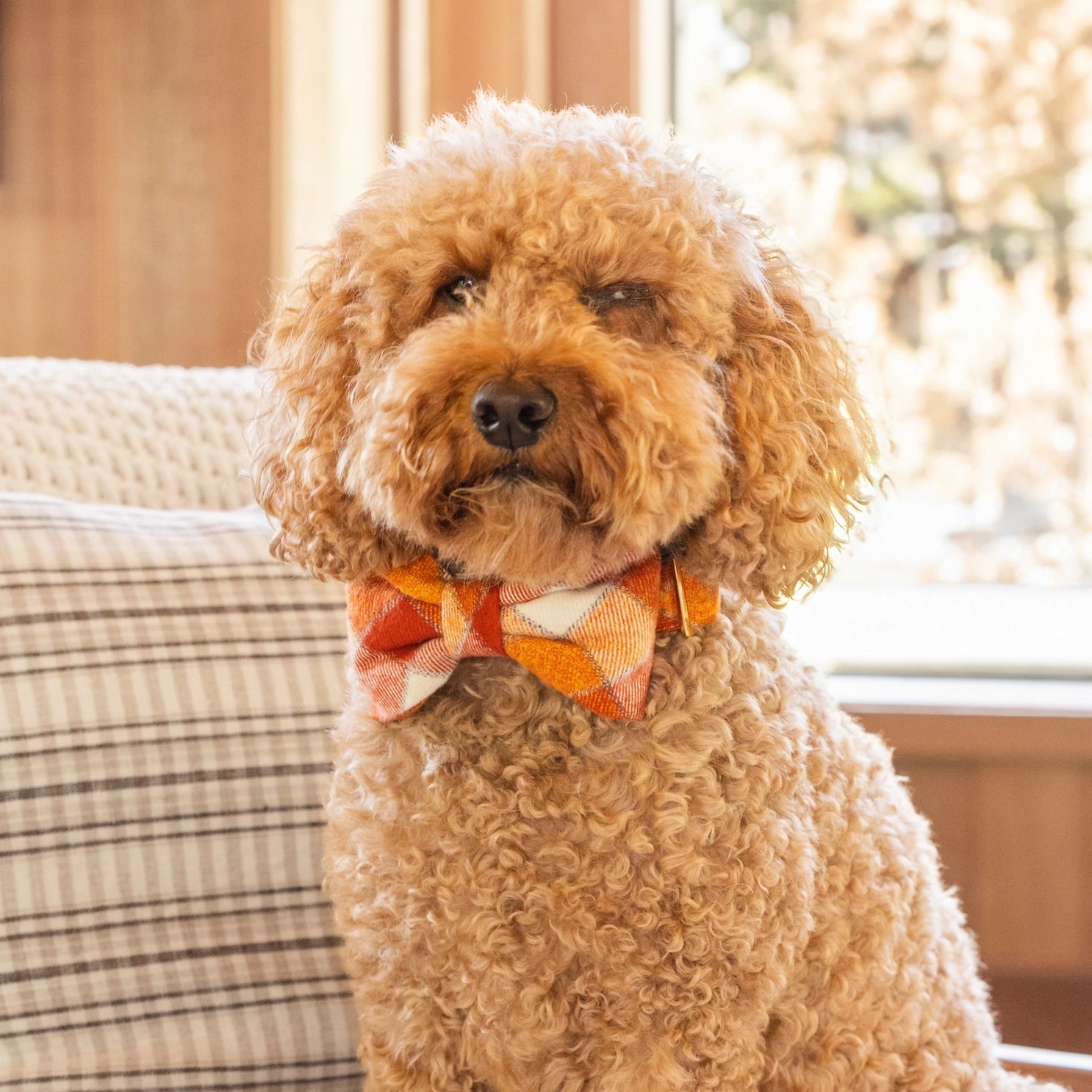 Dog Bow Tie Pumpkin Spice Plaid Fall