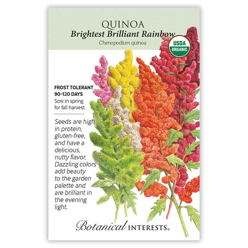 Brightest Brilliant Rainbow Quinoa Seeds