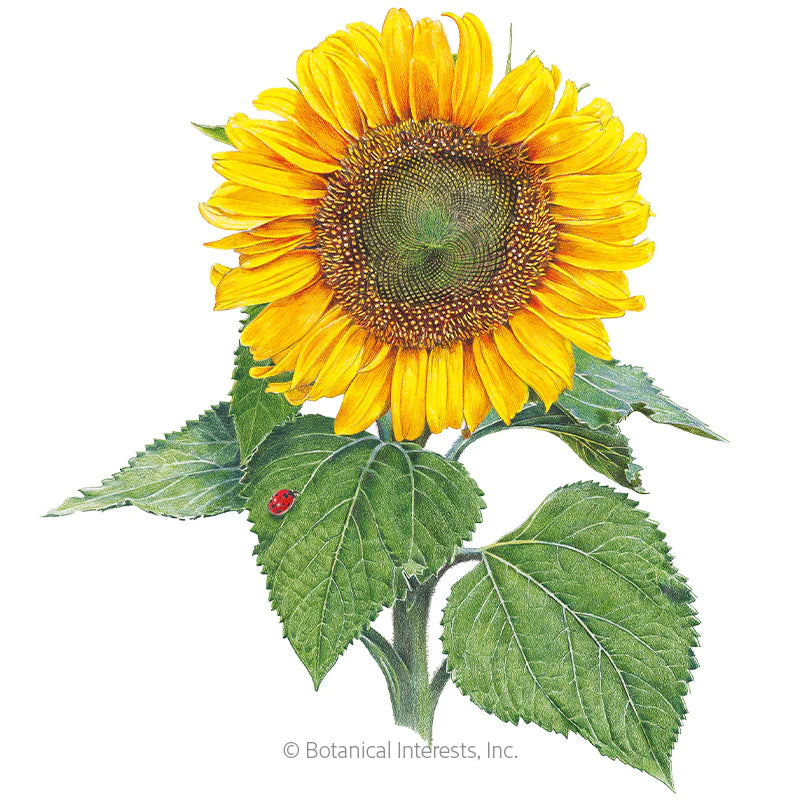 Sunflower Dwarf Sunspot Organic Seeds