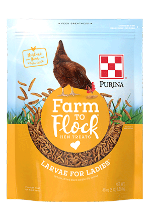 Farm Flock Larvae for Ladies Hens