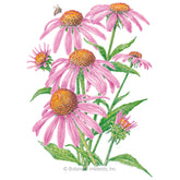 Echinacea Purple Coneflower Organic Seeds