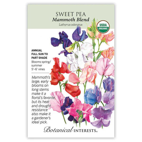 Sweet Pea Mammoth Organic Seeds