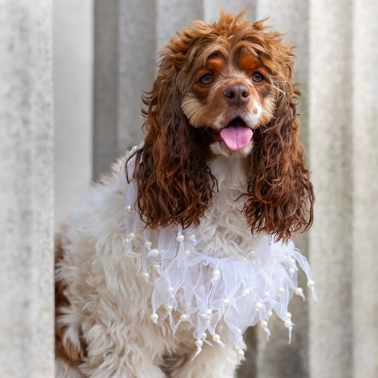 Midlee - Wedding Pearl Bead Dog Collar