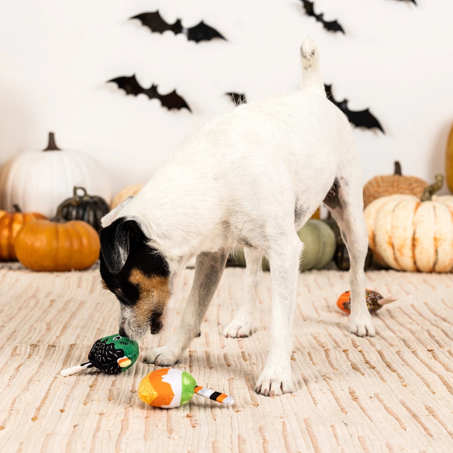 Petshop by Fringe Studio - Dog Toy No Tricks, Just Treats