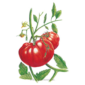 Tomato Pole Beefsteak Organic Seeds