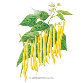 Bean Bush (Yellow) Gold Rush Seeds