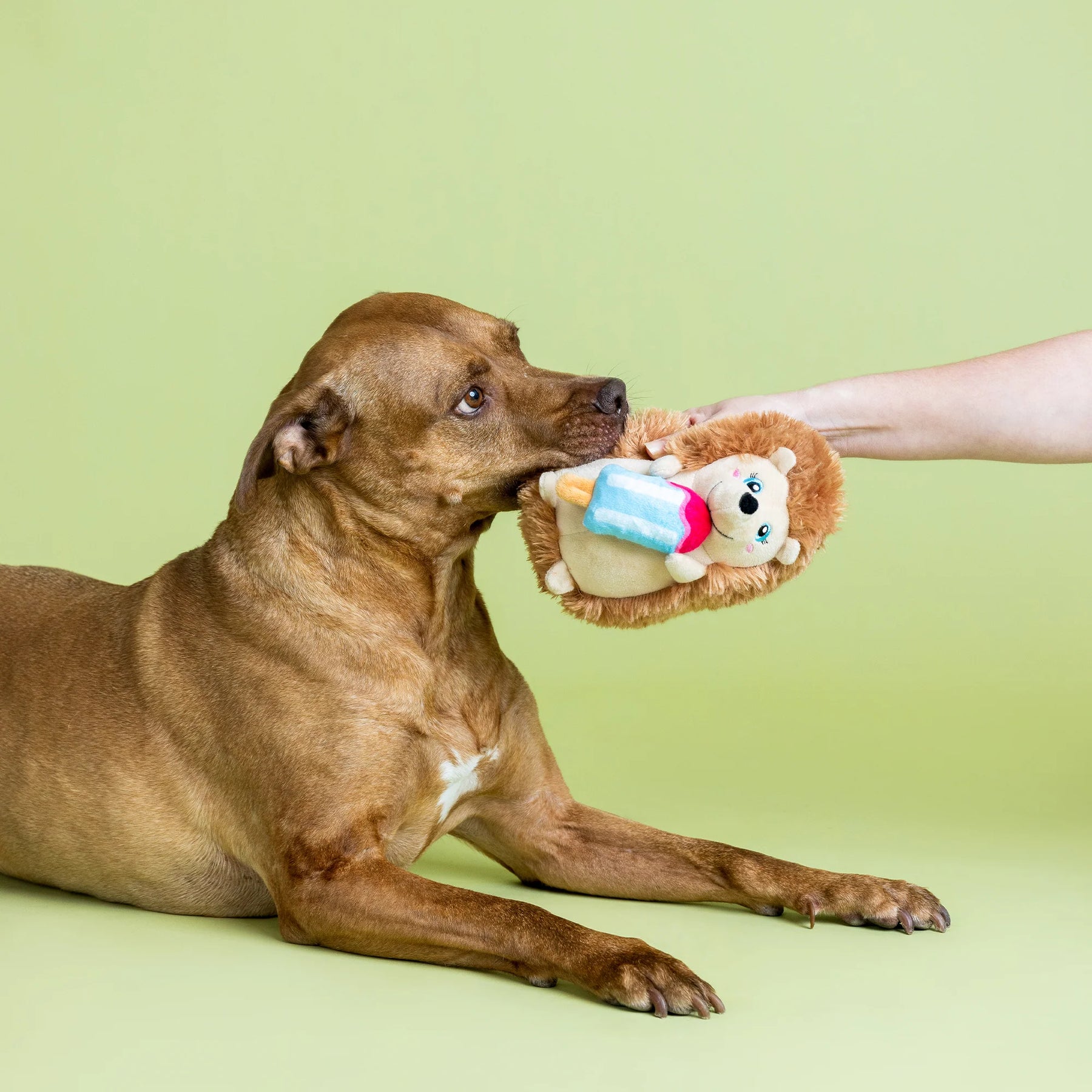 Petshop by Fringe Studio - Dog Toy Be Cool Be Hedgy