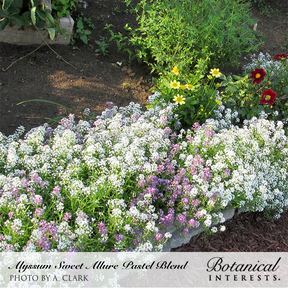 Allure Pastel Blend Sweet Alyssum Seeds