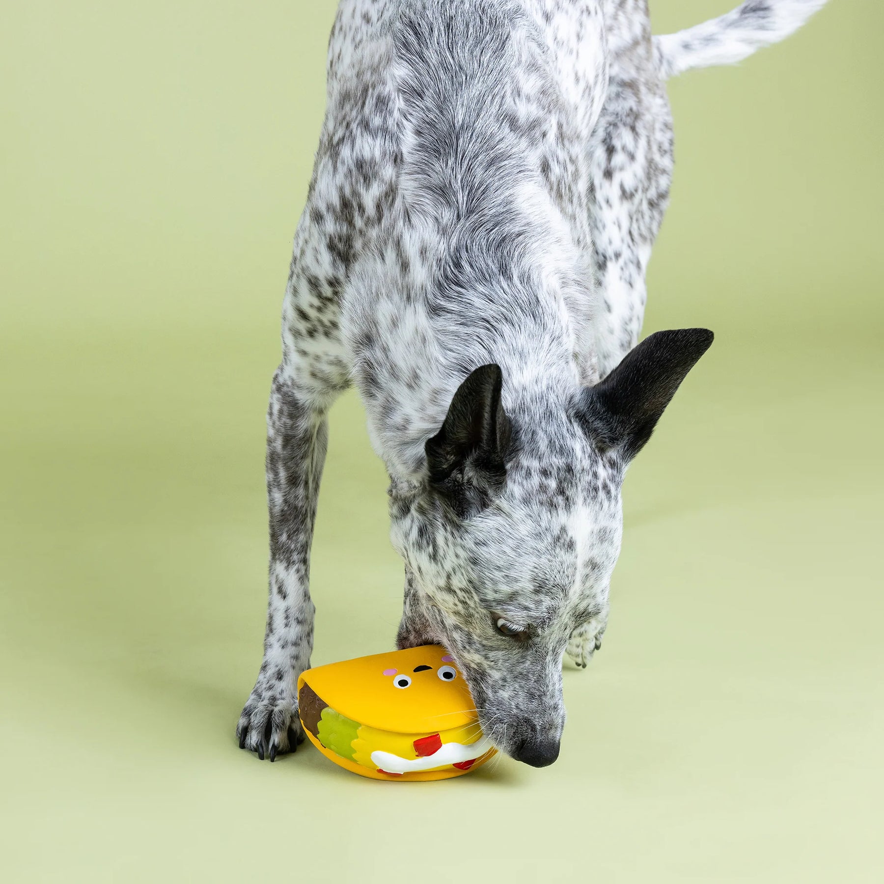 Petshop by Fringe Studio - Dog Toy Whatchu Taco Bout