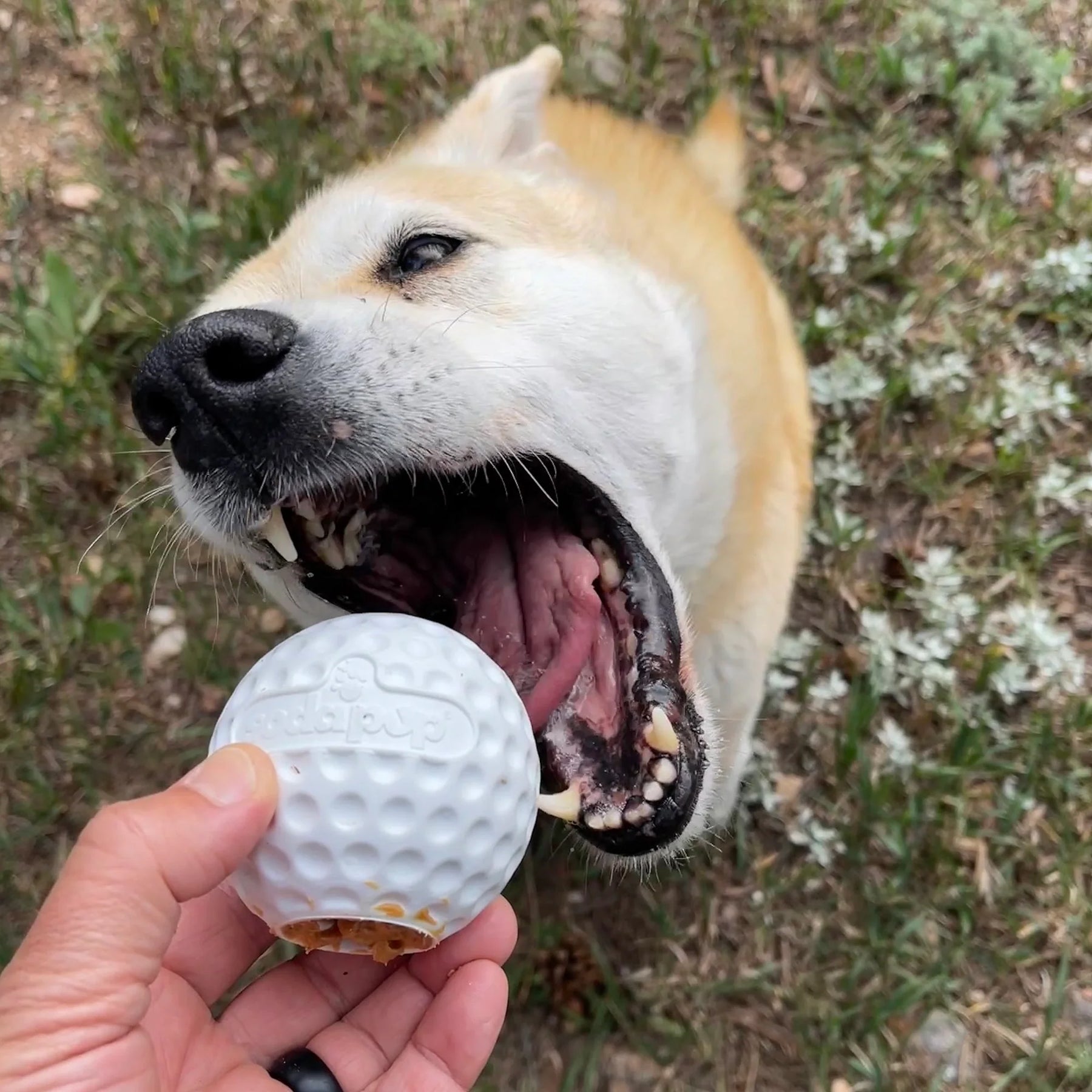 Golf Ball Treat Dispenser and Dog Toy