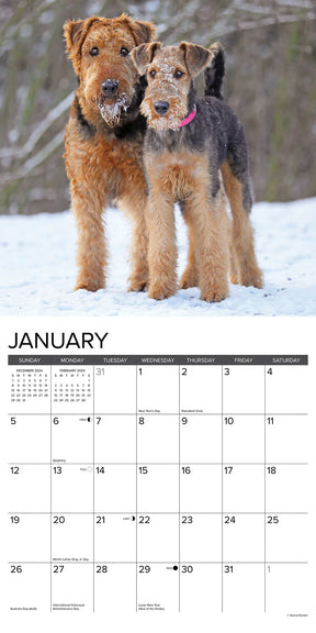 2025 Airedale Terriers Calendar