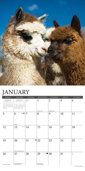 2025 Alpacas Calendar