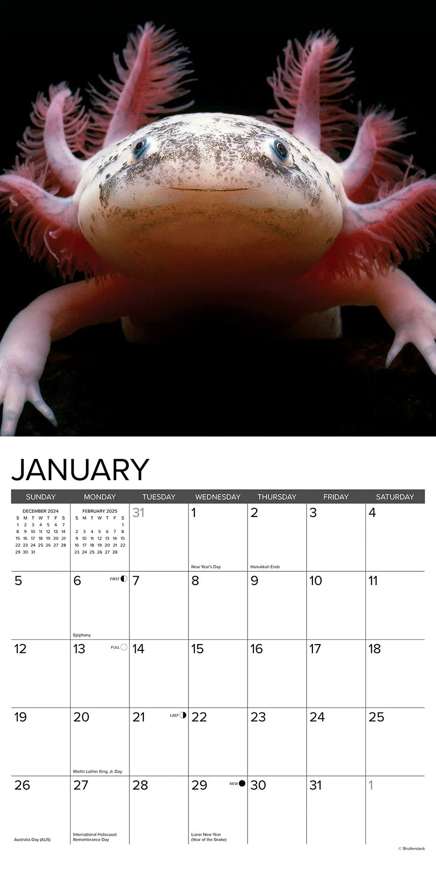 2025 Axolotls Calendar