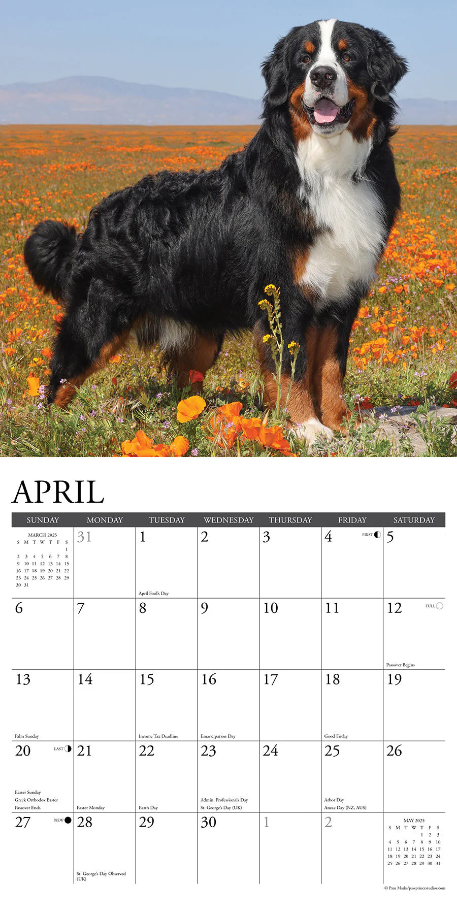 2025 Bernese Mountain Dogs Calendar