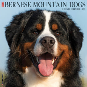 2025 Bernese Mountain Dogs Calendar