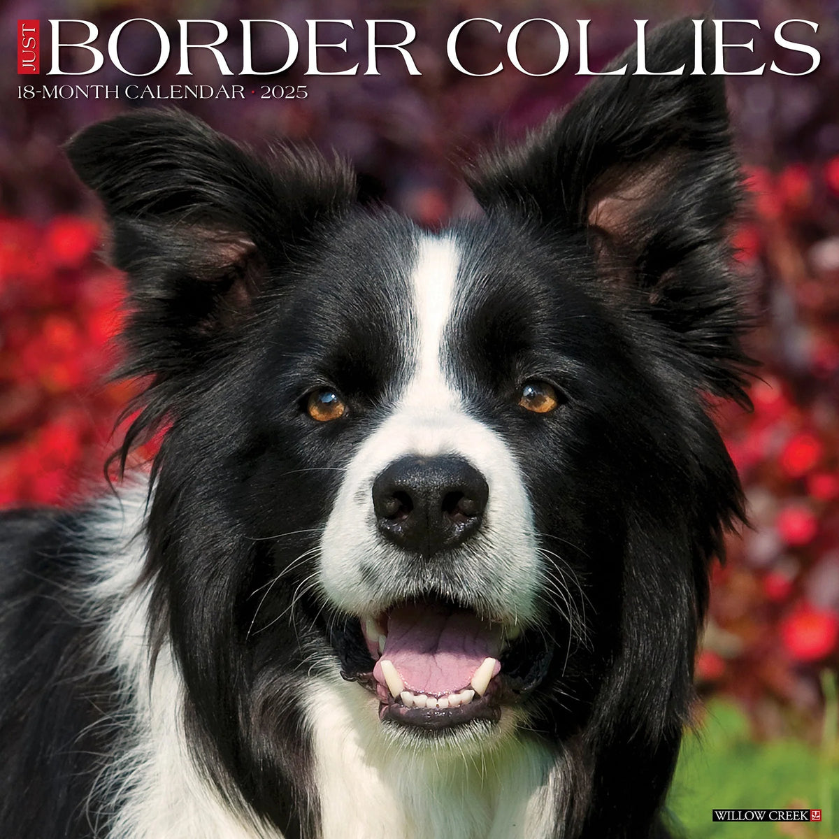 2025 Border Collies Calendar