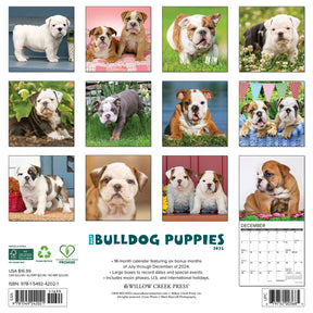 2025 Bulldog Puppies Calendar