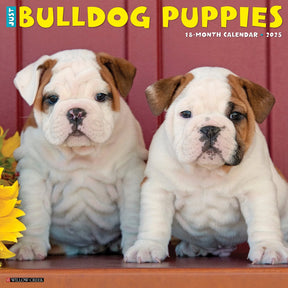 2025 Bulldog Puppies Calendar