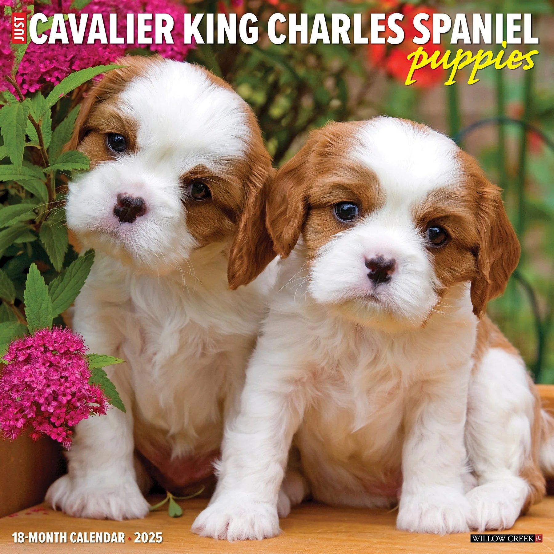 2025 Cavalier King Charles Spaniel Puppies Calendar