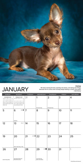 2025 Chihuahua Rules Calendar