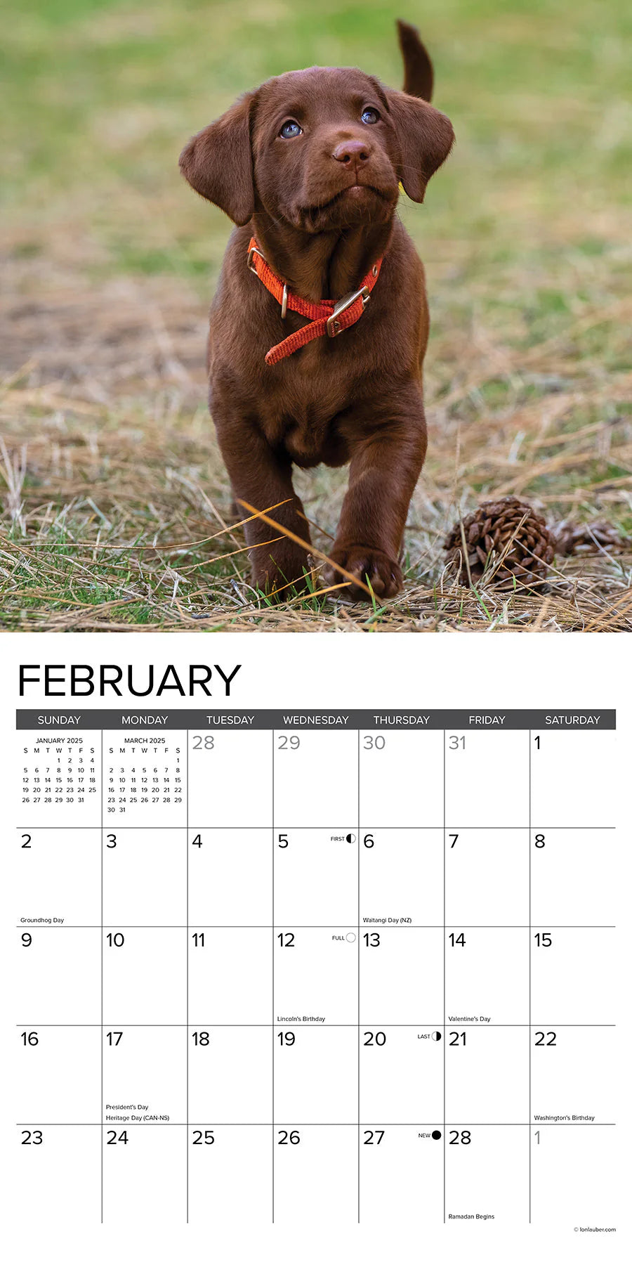 2025 Chocolate Lab Puppies Calendar