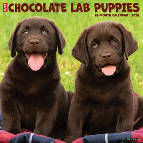 2025 Chocolate Lab Puppies Calendar