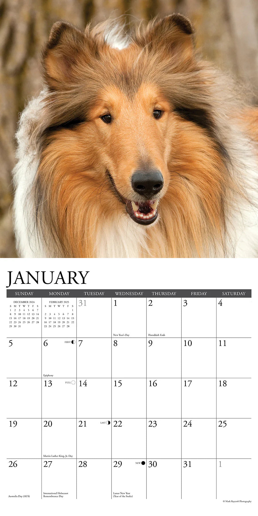 2025 Collies Spaniels Calendar