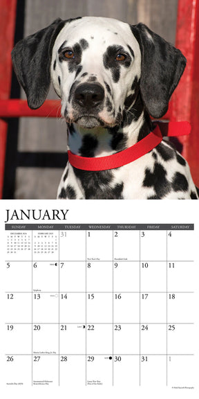 2025 Dalmatians Calendar