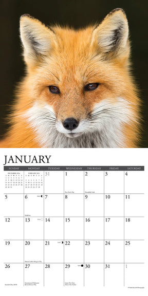 2025 Foxes Calendar