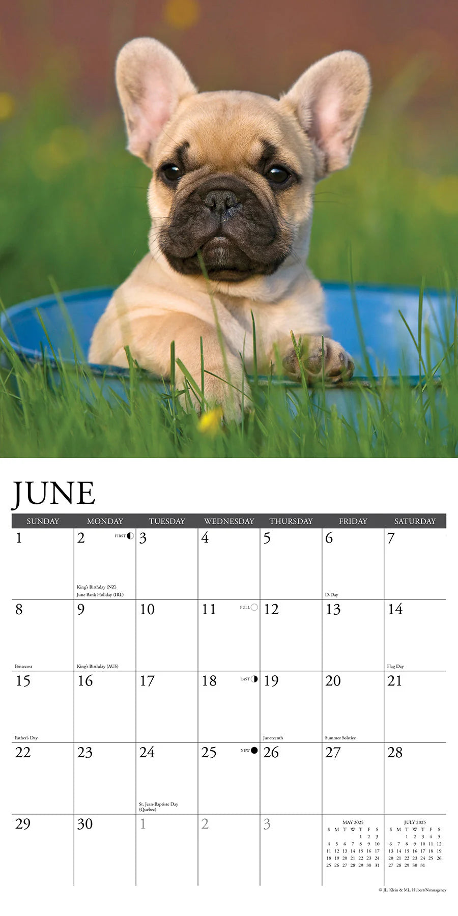 2025 French Bulldog Puppies Calendar