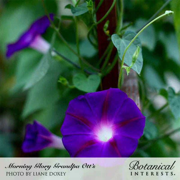 Morning Glory Grandpa Otis Seeds