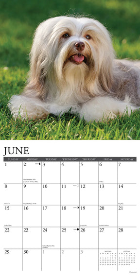 2025 Havanese Calendar