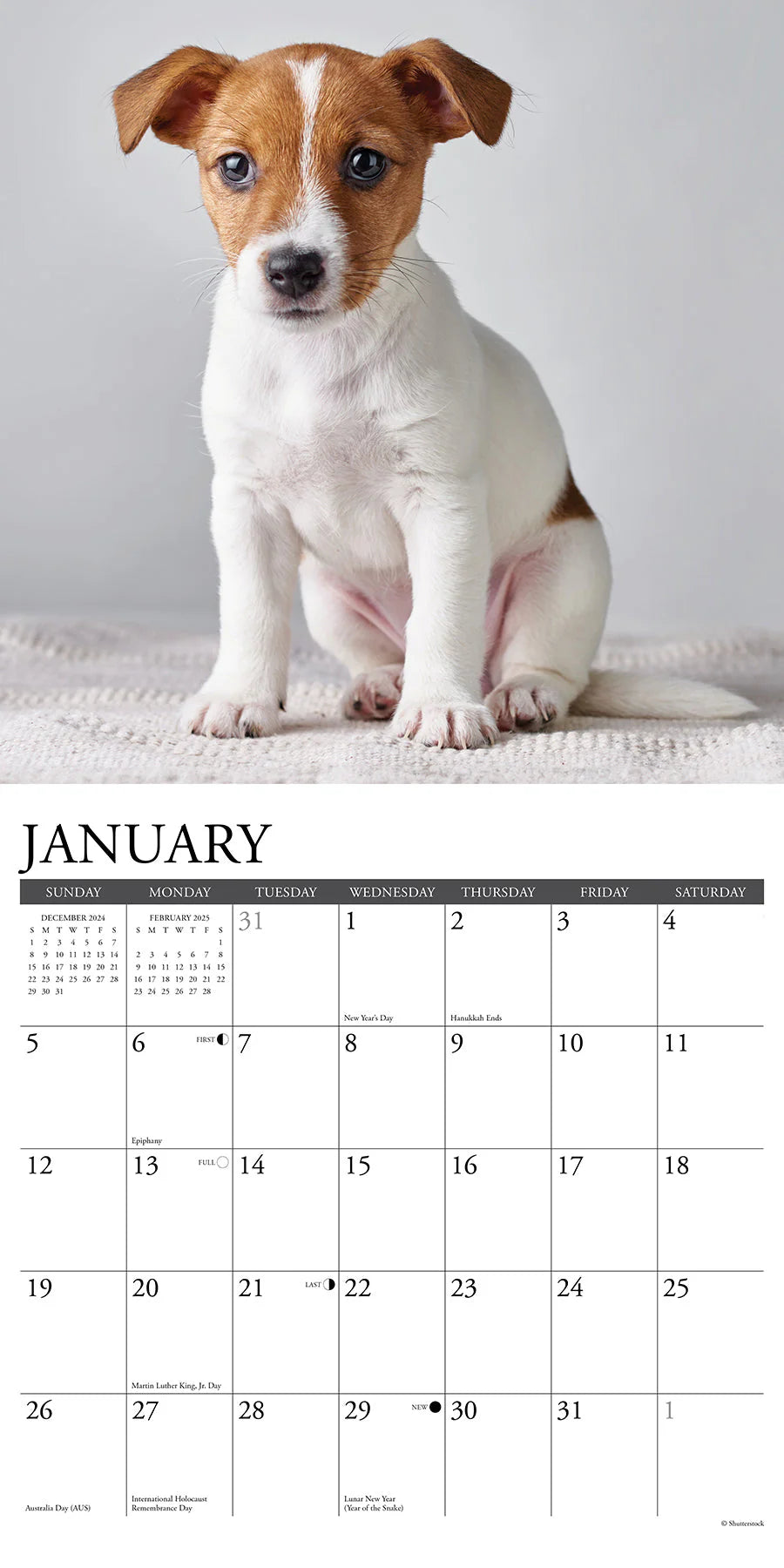 2025 Jack Russell Puppies Calendar