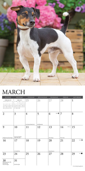 2025 Jack Russells Calendar